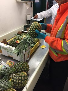 quality pineapple