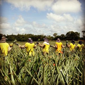 pineapple farm