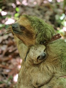 Wildlife Three-Toed Sloth