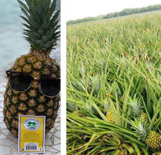 Perfect Pineapple Costa Rica