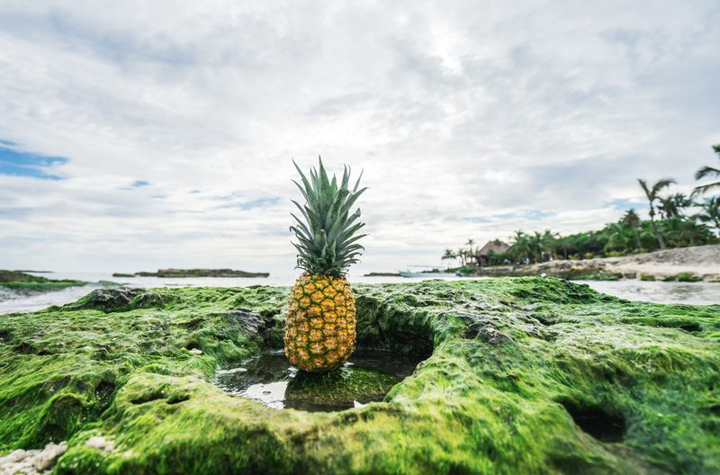 pineapple health nutrients