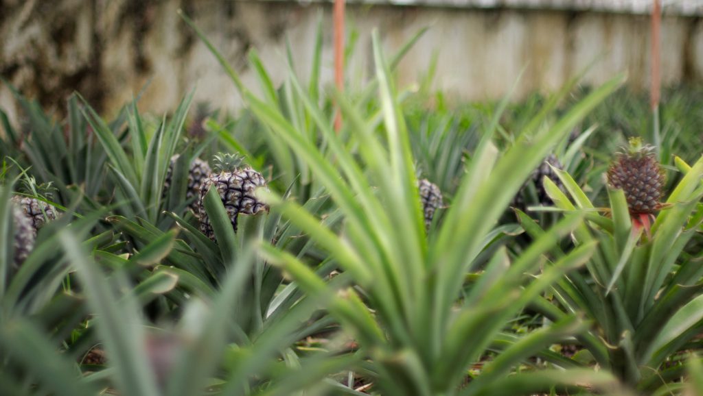 sustainably grown certified