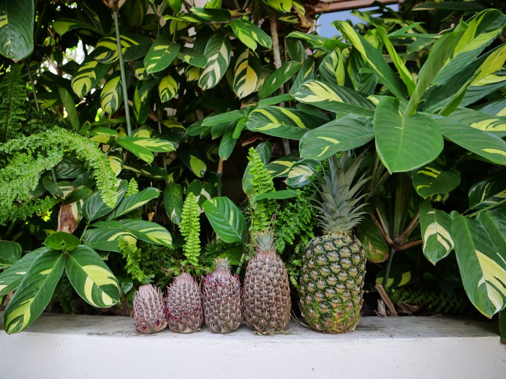 life cycle of pineapple
