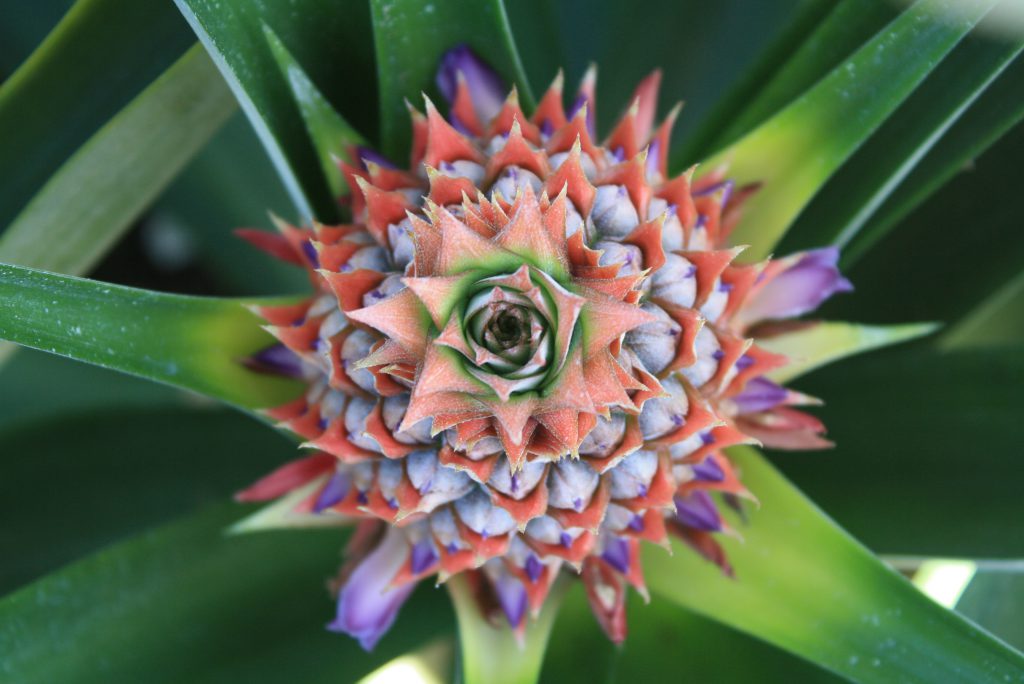 life cycle of pineapple flowering