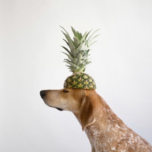 can dogs eat pineapple