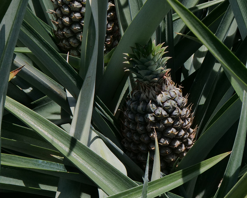 sustainable pineapples