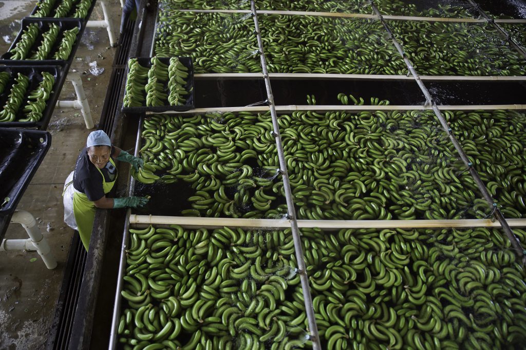 organic fair-trade bananas