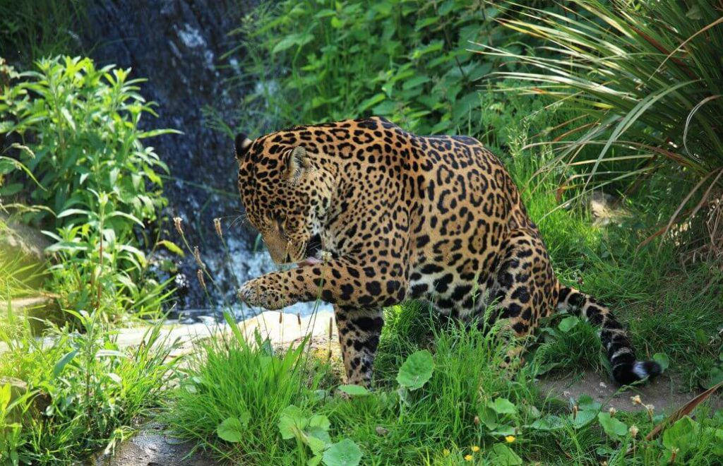 Costa Rican jaguar