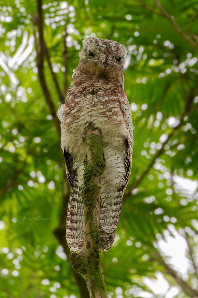 costa rica wildlife birds