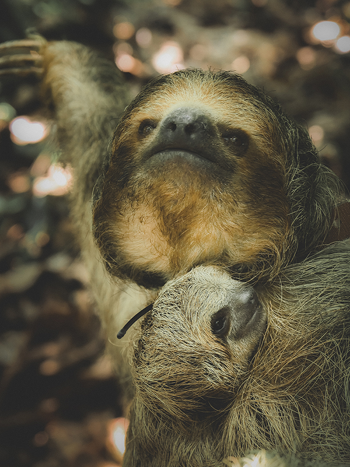 costa rican sloths