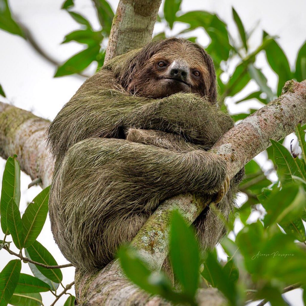 costa rica wildlife sloths