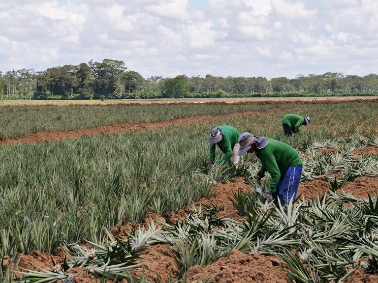 The Chestnut Hill Farms Pineapple Planting Process Chestnut Hill