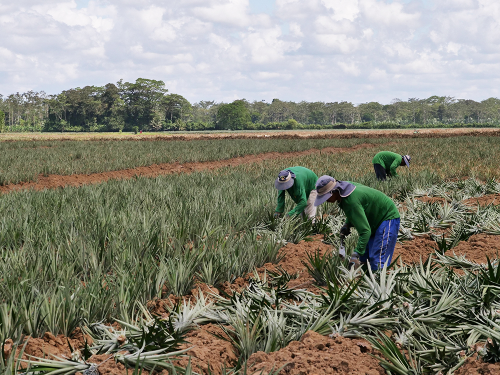 Pineapple Planting Process