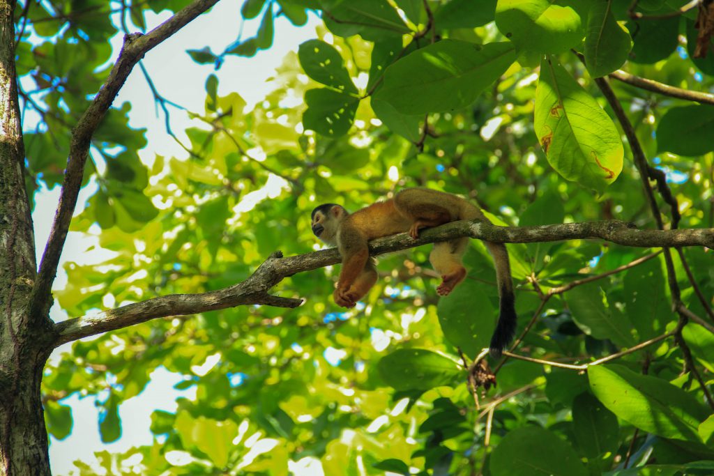 Costa Rica Wildlife 