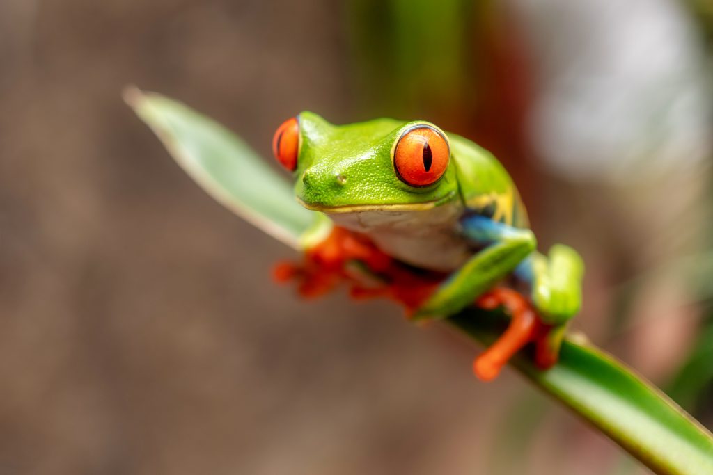 Costa Rica Wildlife 