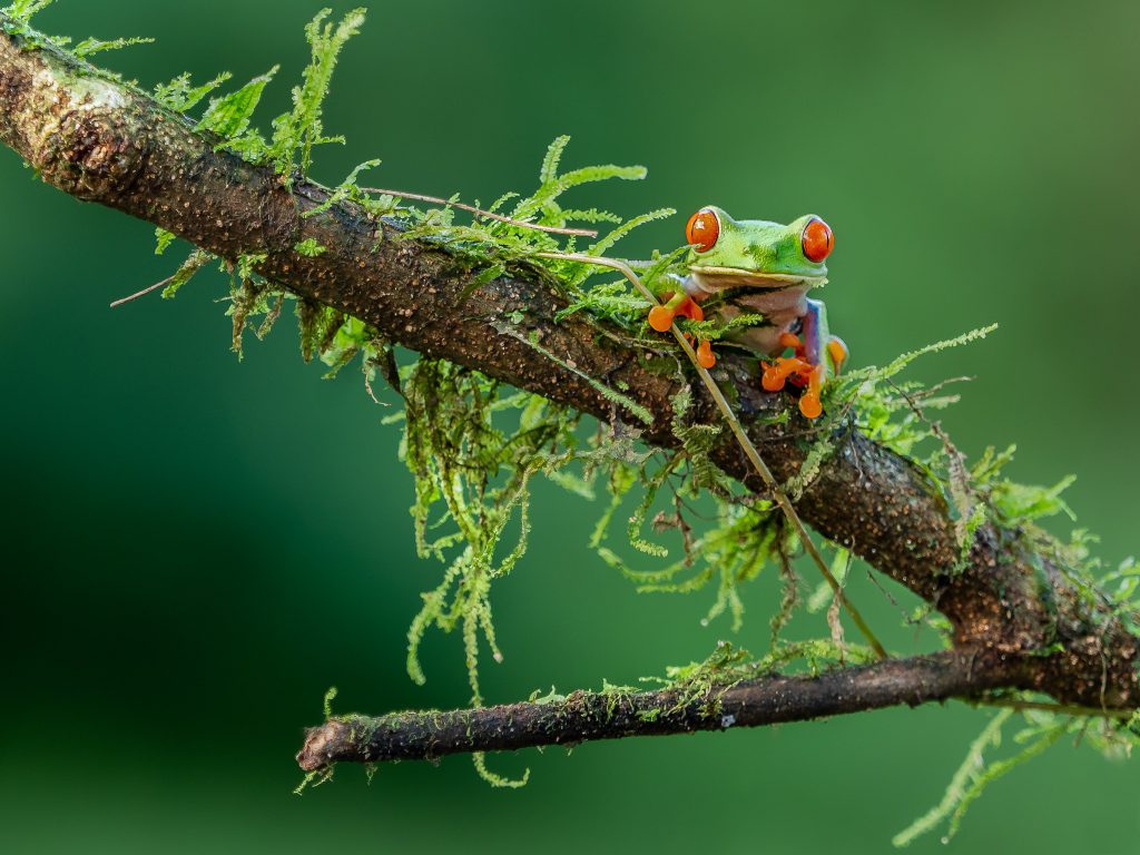 Costa Rica Wildlife 