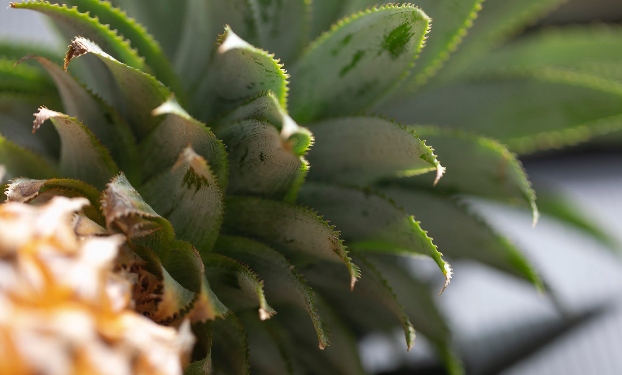 How to Grow Your Own Perfect Pineapple Plant Chestnut Hill
