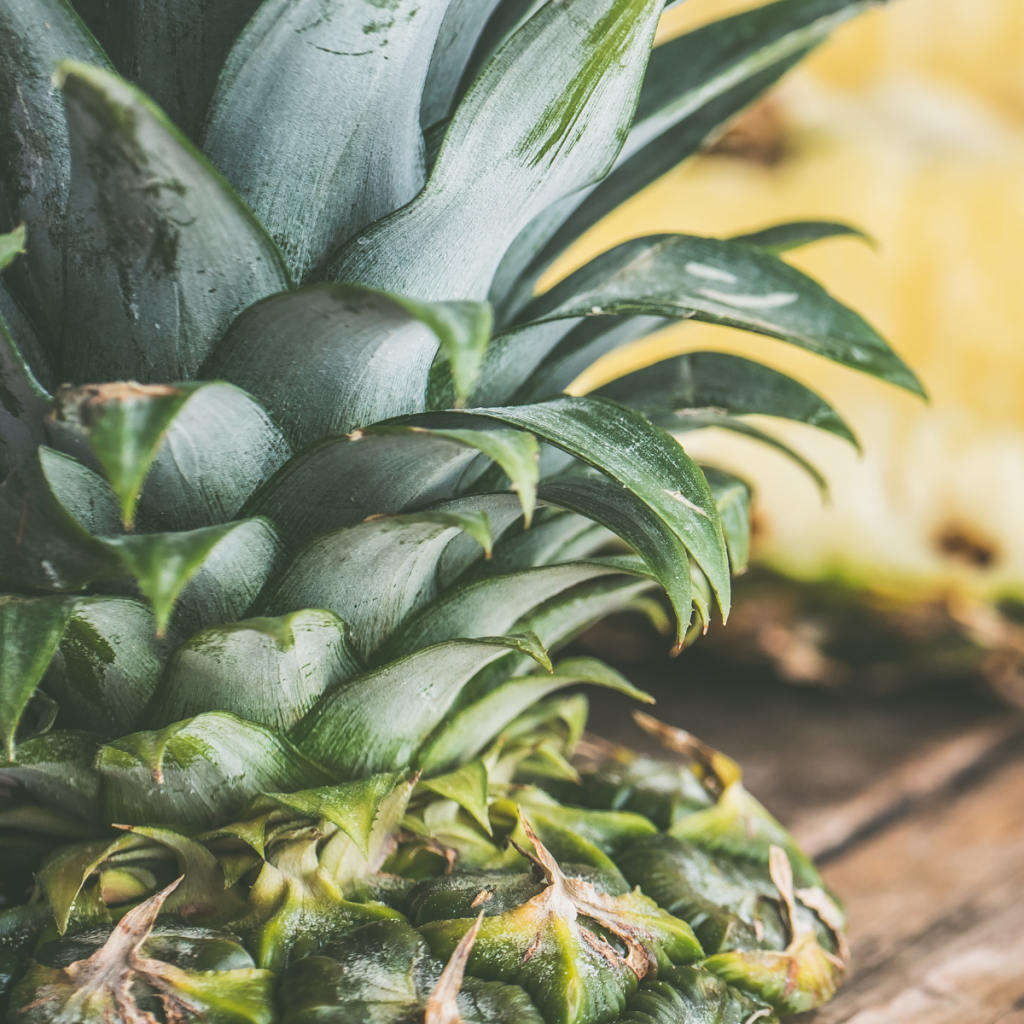 Pineapple A Symbol of Hospitality Chestnut Hill FarmsChestnut Hill Farms