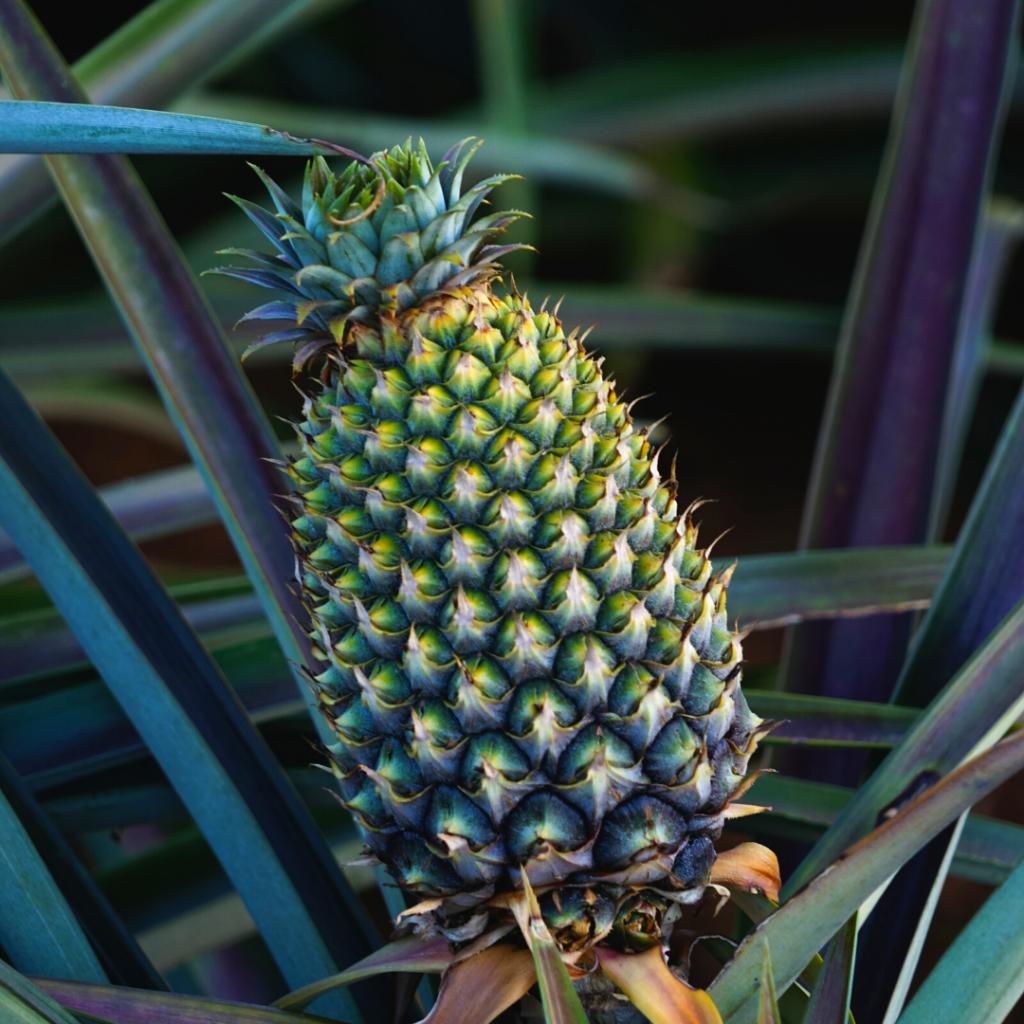 Pineapple Season