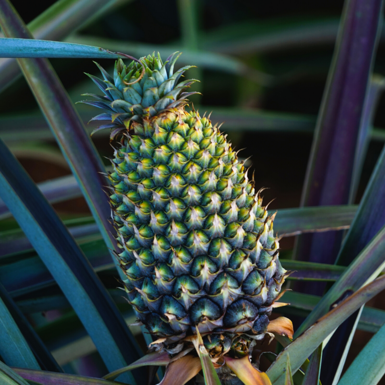 Pineapple Production in Costa Rica Chestnut Hill FarmsChestnut Hill Farms