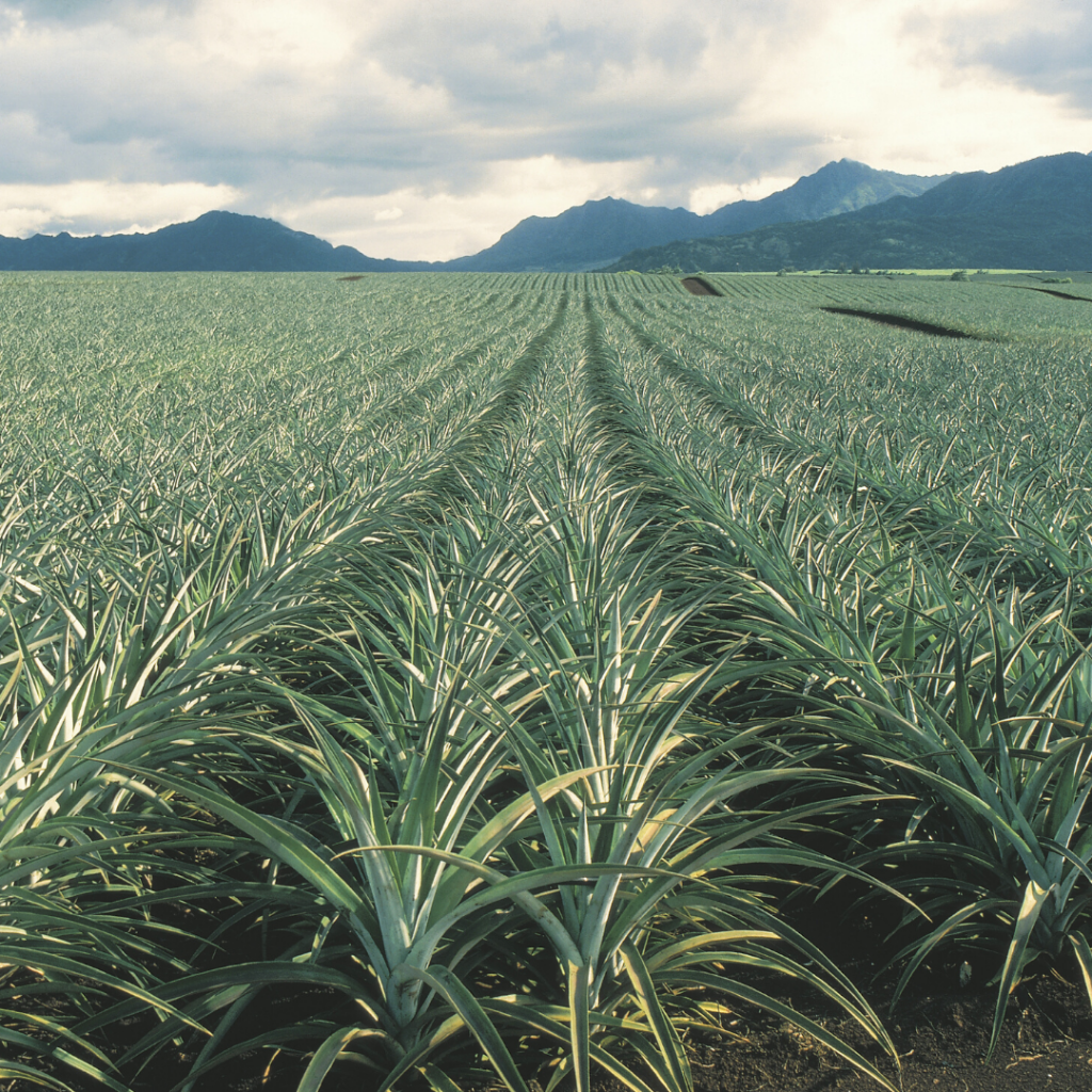 Pineapple Field