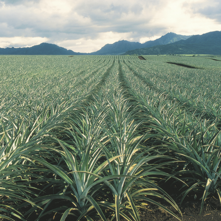 Pineapple Production in Costa Rica Chestnut Hill FarmsChestnut Hill Farms