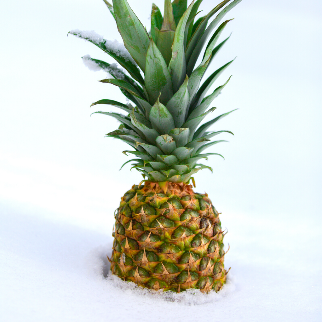 Pineapple Pineapple