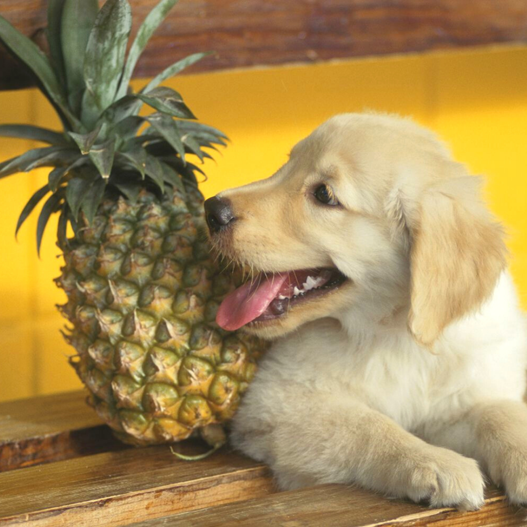 how much pineapple can i give my dog
