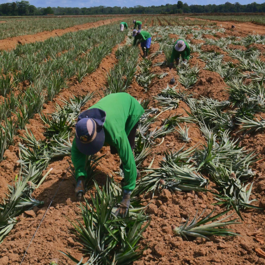 Perfect Pineapples Are Available Year-Round