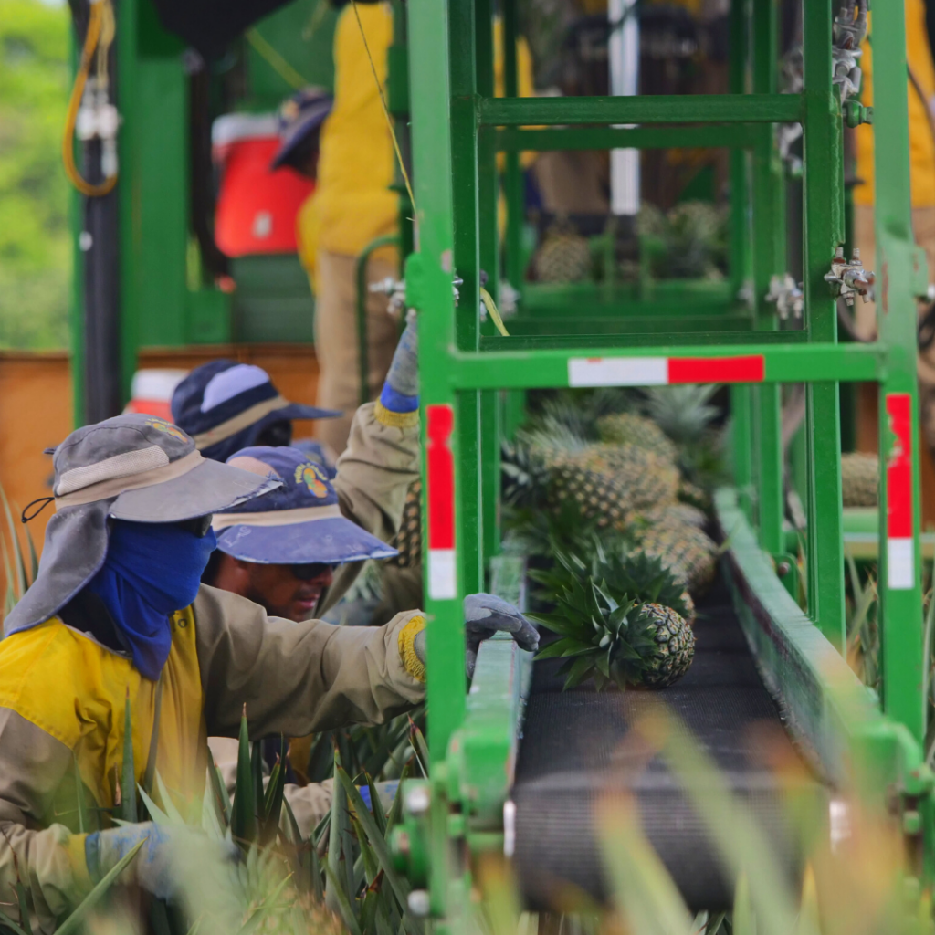 Young Farmers