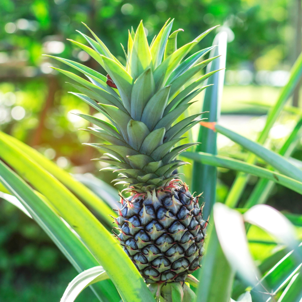 Pineapple Growing Hack
