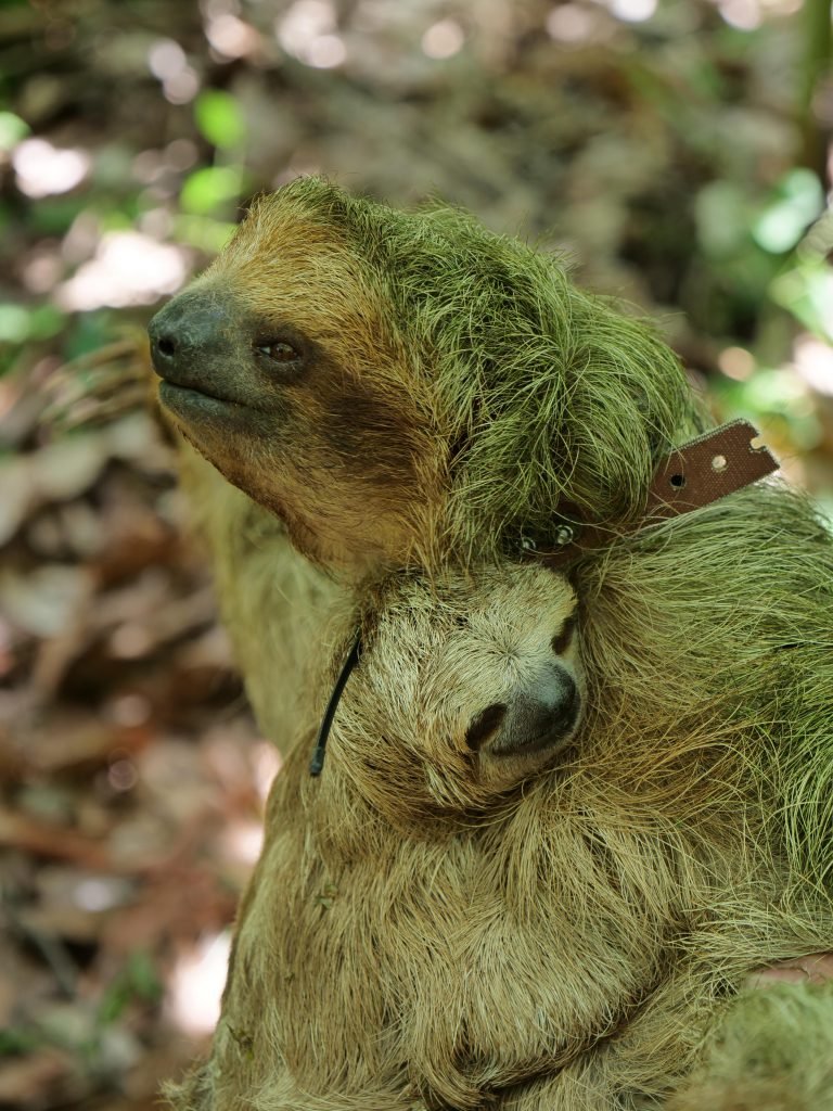 Sloths "Hugging"
