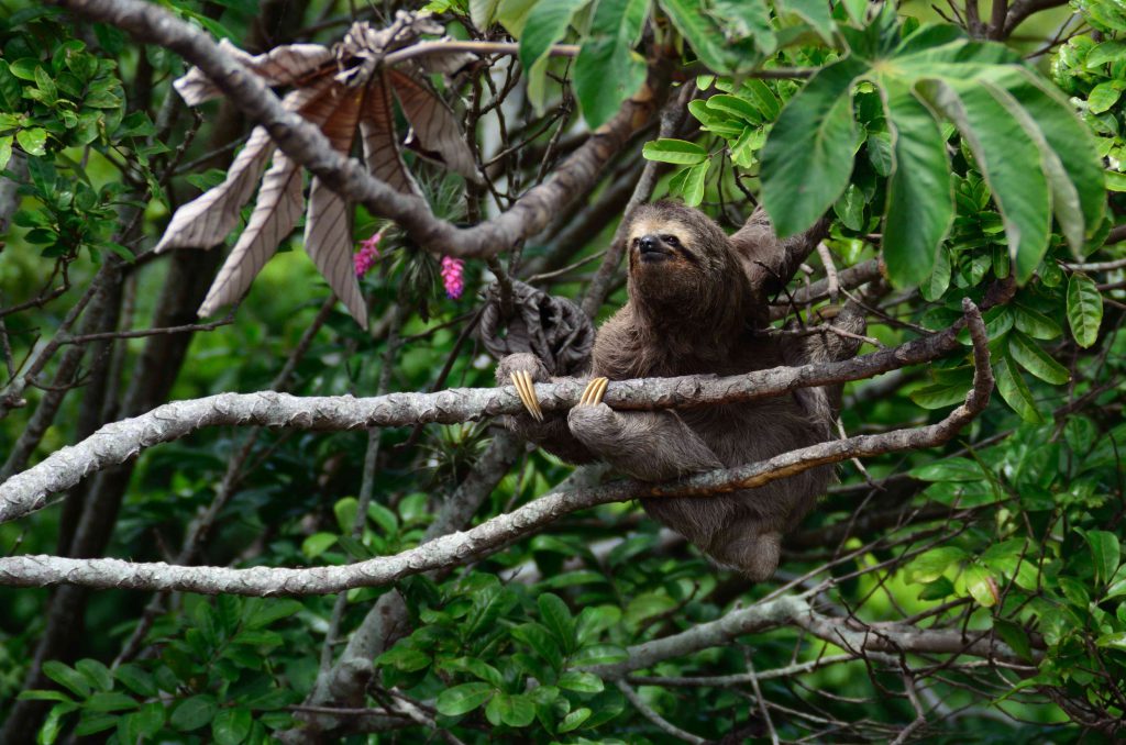Sloth on a Branch in a Rainforest