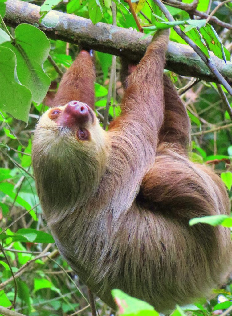 Sloth Hanging Upside Down