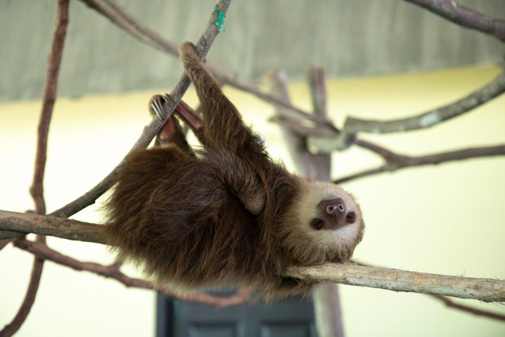 Sloth Sleeping Laying Down