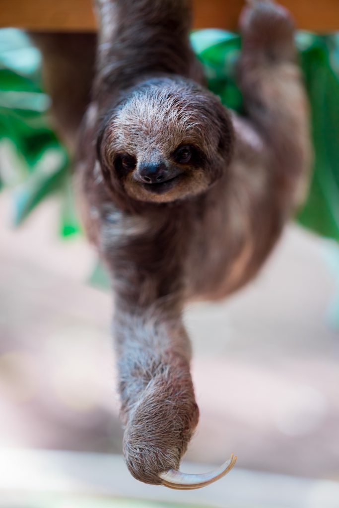 Sloth with Hand Reaching Out
