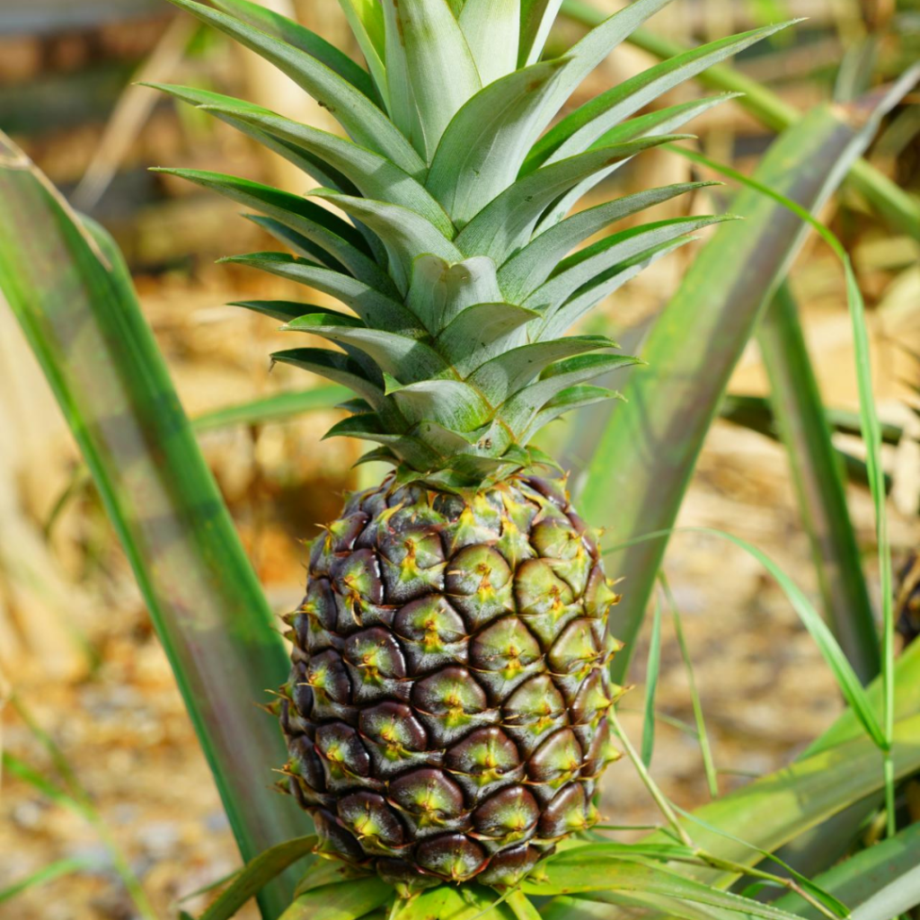 Green Pineapple
