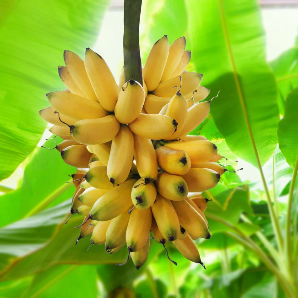 Banana Companion Plant