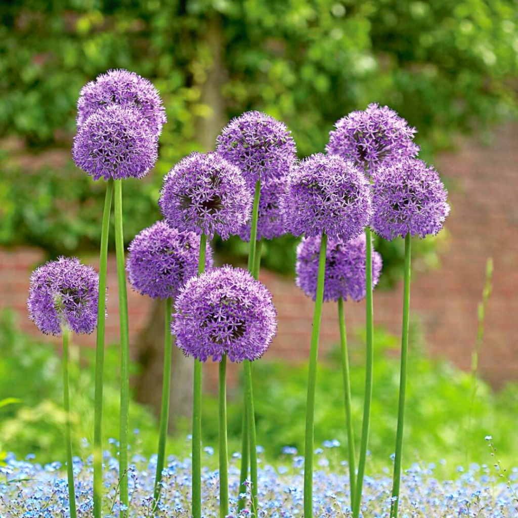 Allium Companion Plant