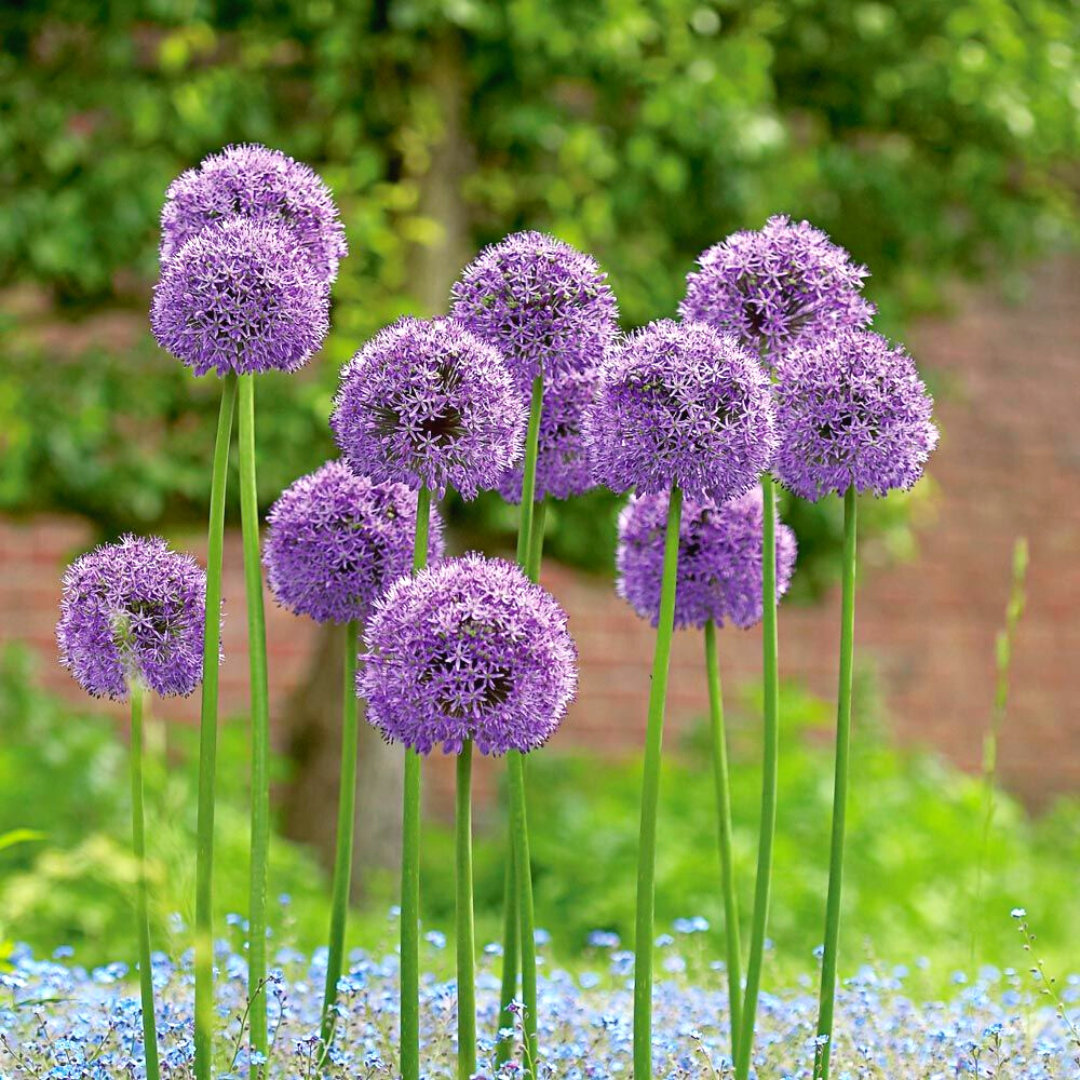 Image of Alliums companion plants for pineapple