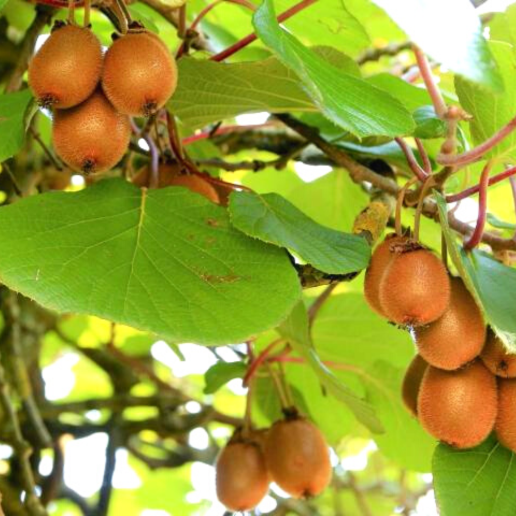 Kiwi Companion Plant