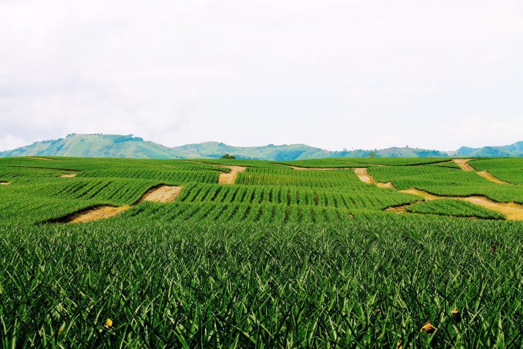 pineapple field costa rica recipes