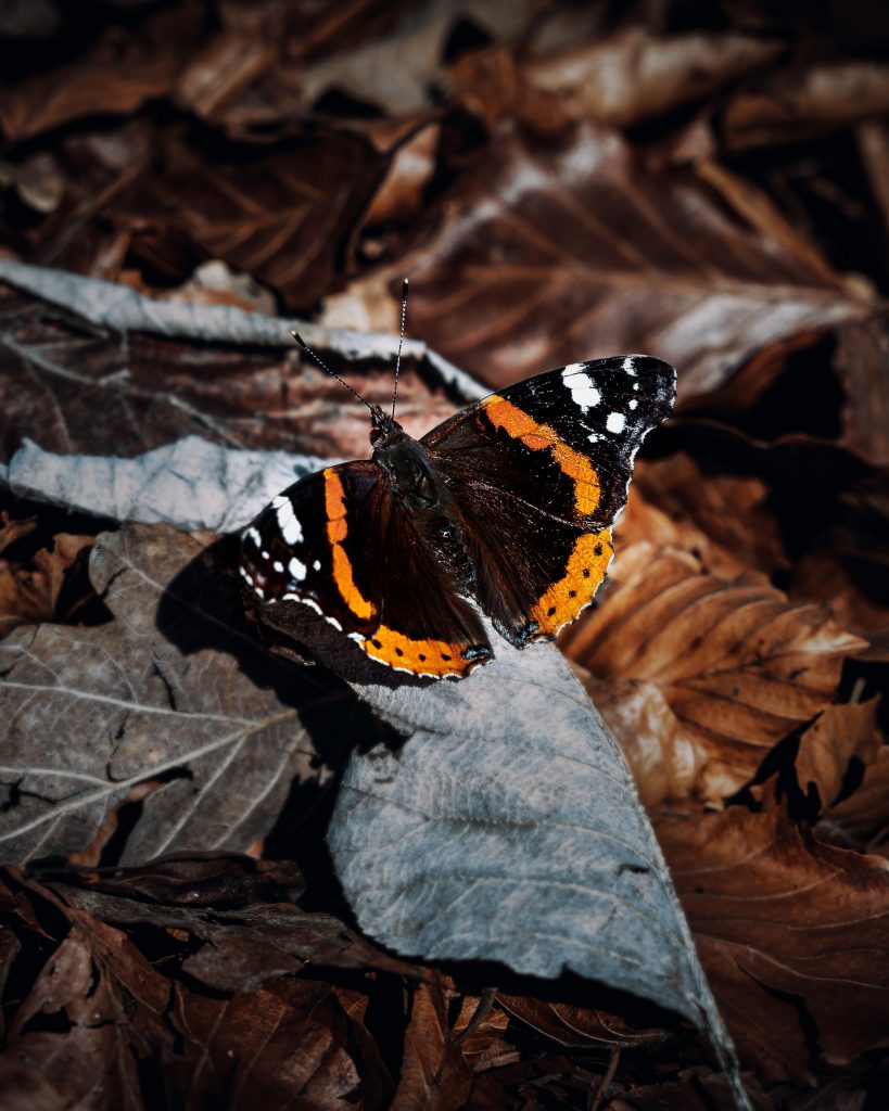 butterfly on a leaf