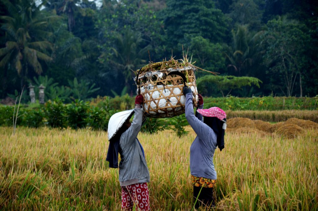women lifting a basket in a field