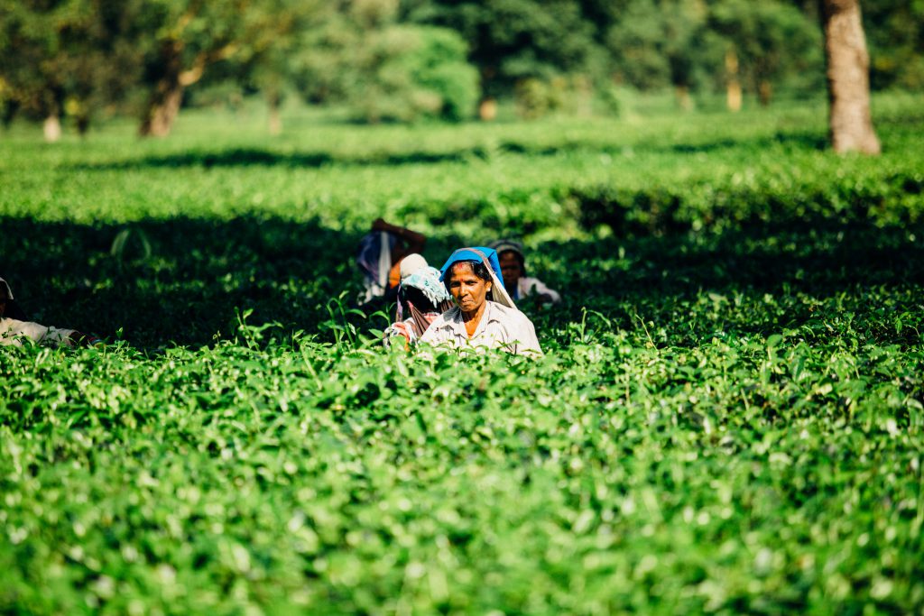 women working in an agricultural field