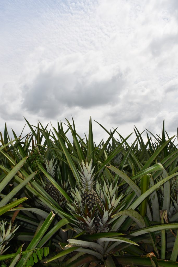 pineapple plant field costa rica export