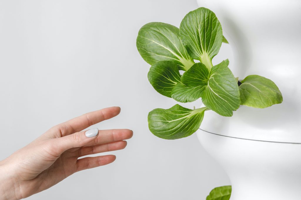 Lettuce growing via hydroponic farming methods