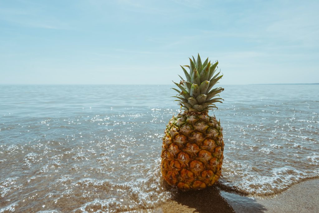 Hydroponic pineapple in the sand and water at the beach