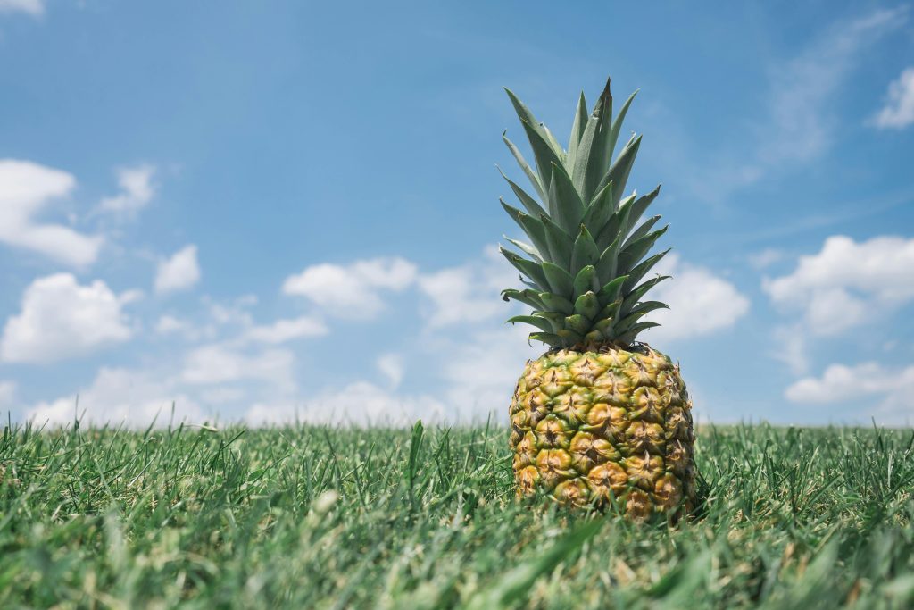 Ripe pineapple in a field of grass.
