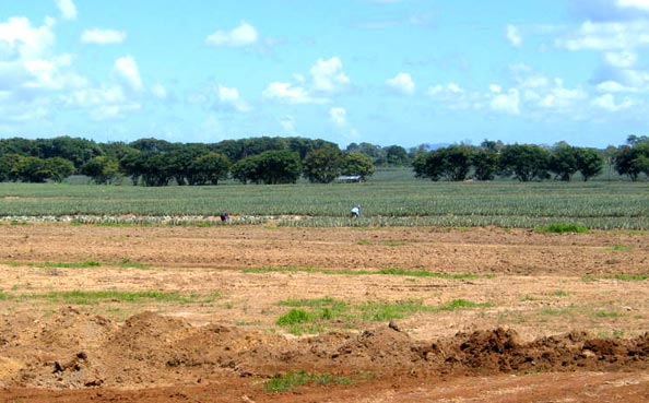 Soil Preparation